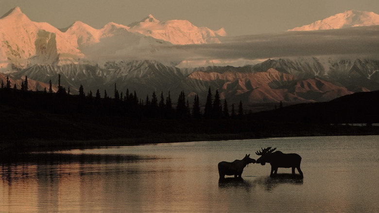 Moose in water by mountains