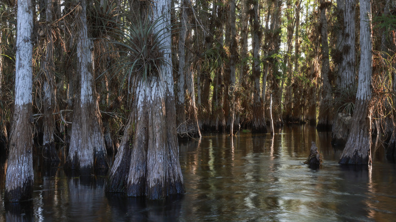 Everglades swamp land