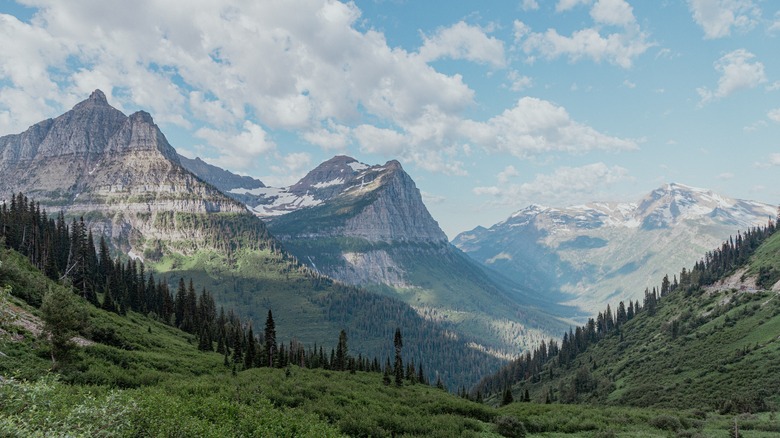 forest and mountains