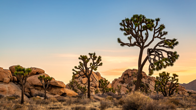 Joshua trees at sunset