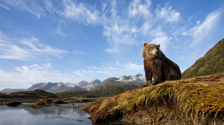 Grizzly bear near mountains