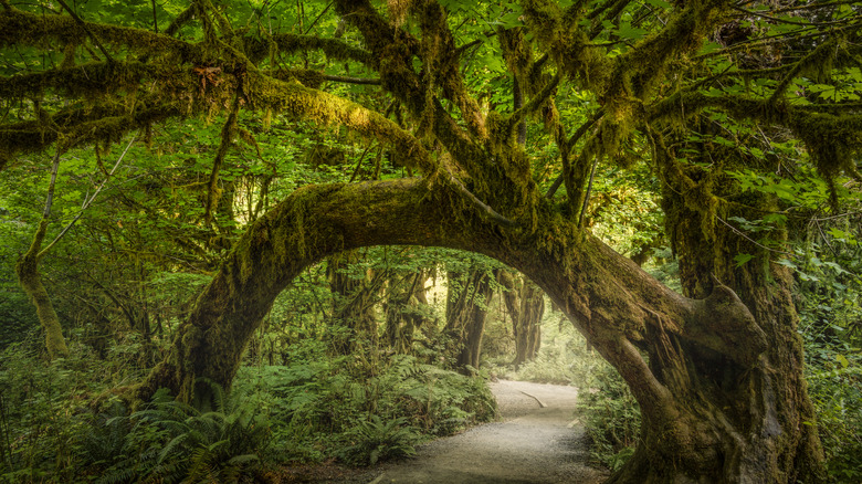 tree over path