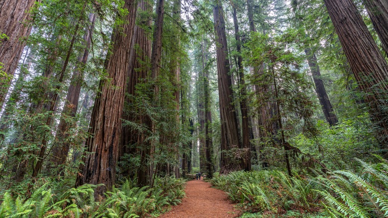 Forest of redwoods