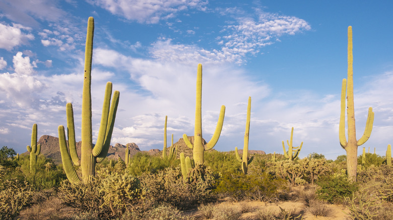 Cactii in desert