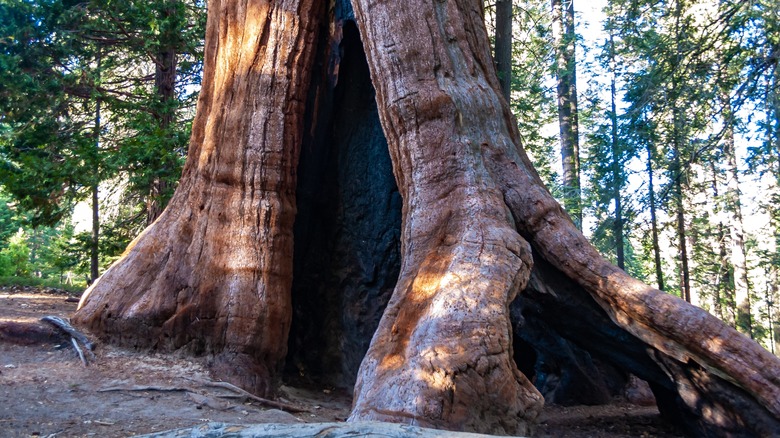 Sequoia tree