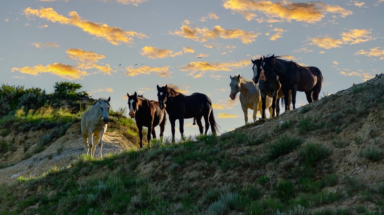 Mustangs on hill