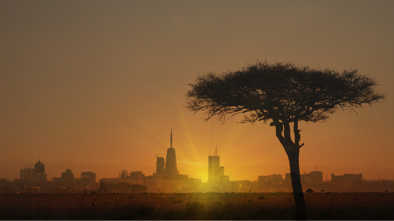 Nairobi skyline seen from a park with a tree in the foreground