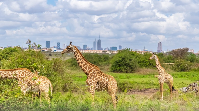 Giraffes at the Nairobi National Park with the city skyline visible