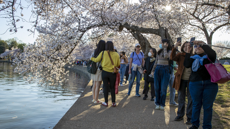 Crowds gather under Washington, D.C., cherry trees