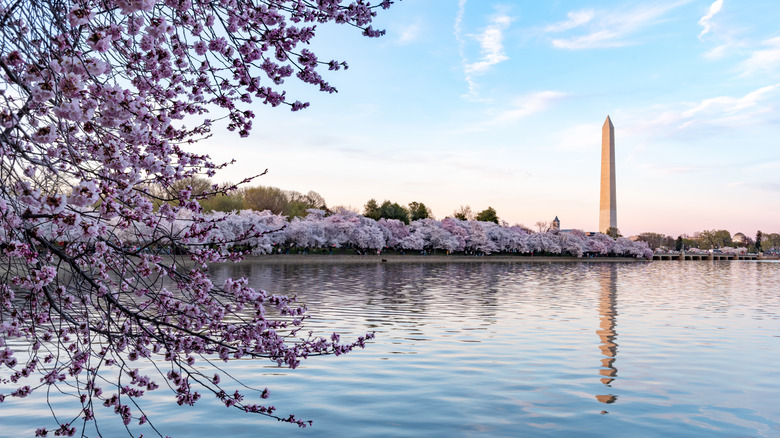 Washington Monument with many cherry trees