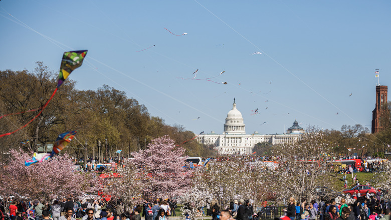 People flying kites in the air above the Washington Monument surrounded by cherry blossoms