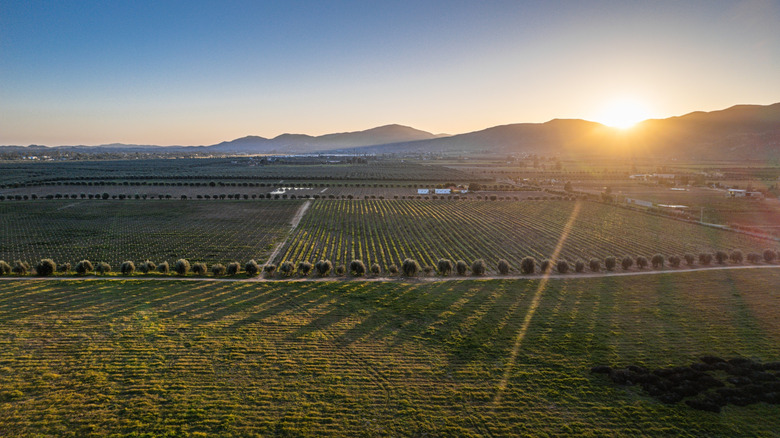 sun shines over fields in Baja California