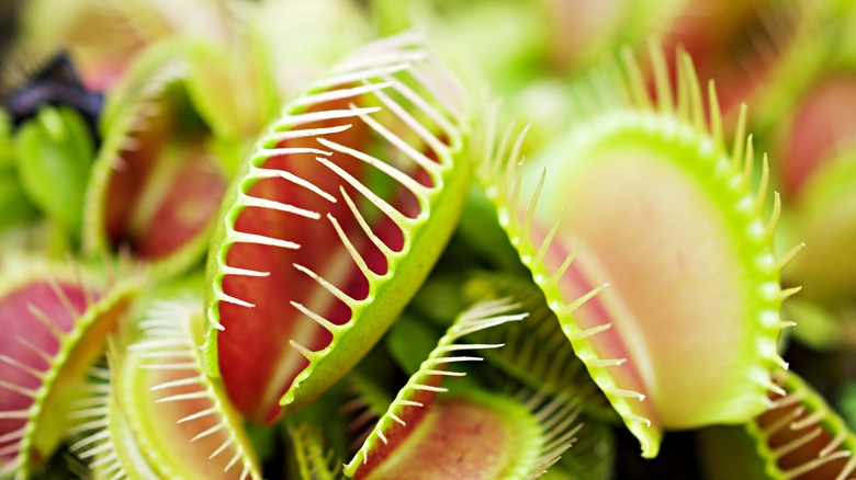 A close-up of open Venus flytraps