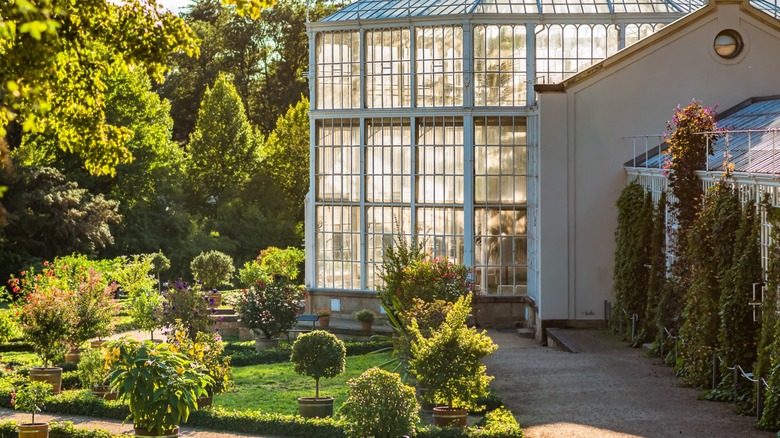 The ancient greenhouse at Pillnitz Palace and Park in Dresden, Germany