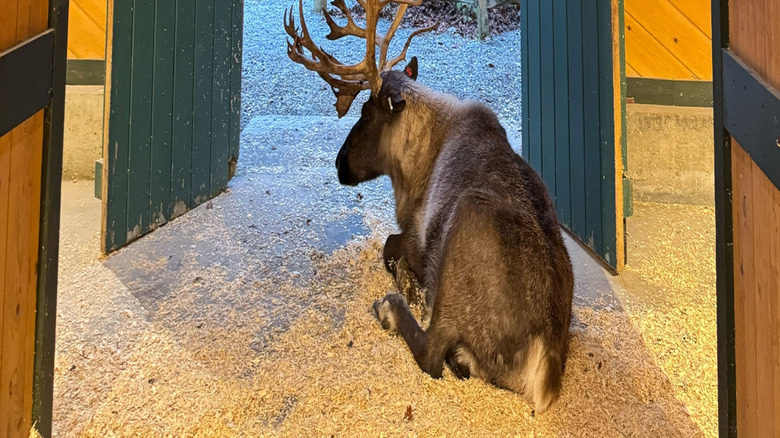 Dancer the reindeer at Santa's Village in Jefferson, New Hampshire