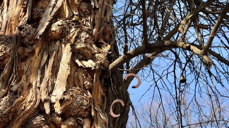 Two horseshoes and a bell hanging from a branch on the Witches' Tree in Louisville