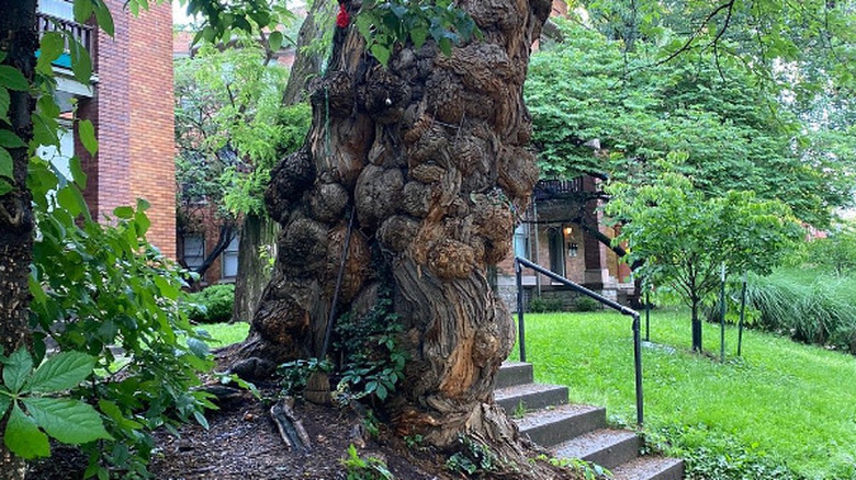 The bottom half of the Witches' Tree in Louisville cleared of trinkets