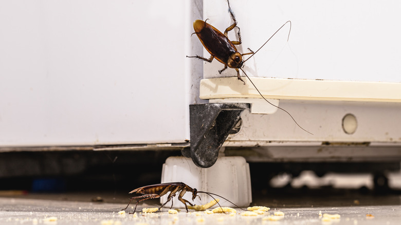 roaches eat crumbs fridge