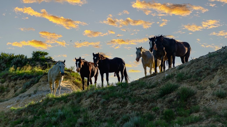 Wild horses at Theodore Roosevelt National Park