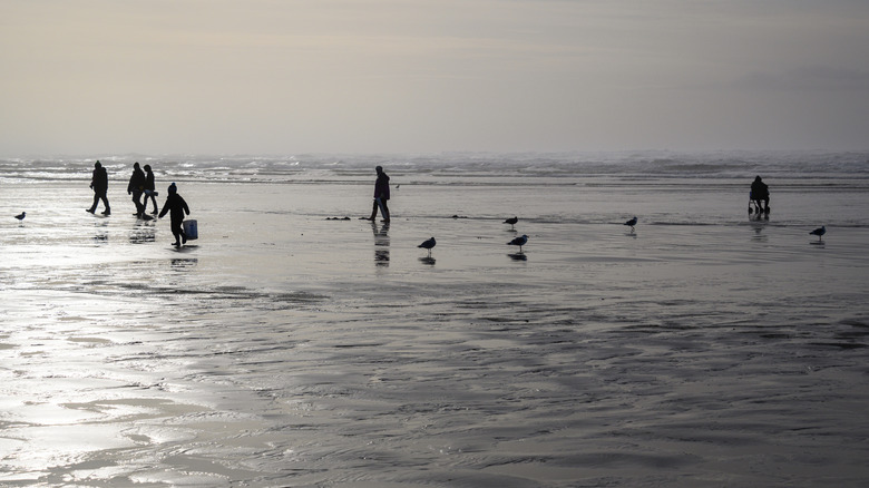 People clamming in Ocean Shores, Washington, on a cloudy day