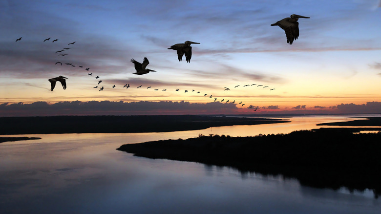 A flock of brown pelicans flying over the Intracoastal Waterway at sunrise