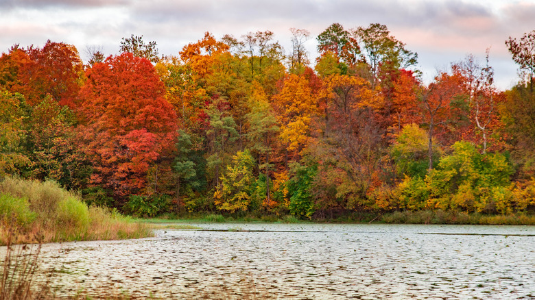 A body of water in Ohio with bright fall foliage on the opposite bank