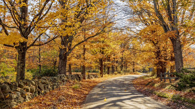 Fall foliage lining a road in Newfane, Vermont