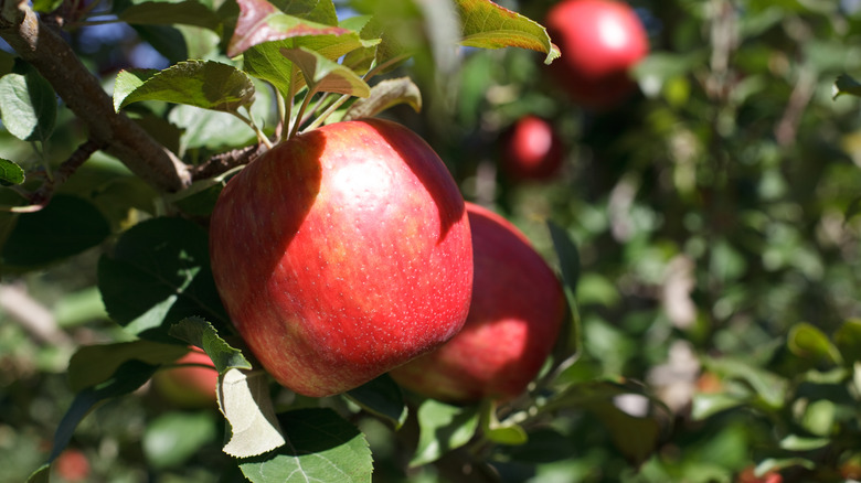 Apple on a tree in a Vermont orchard