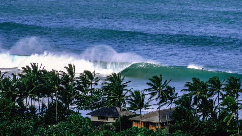 a view through the palm trees of Banzai Pipeline wave breaking