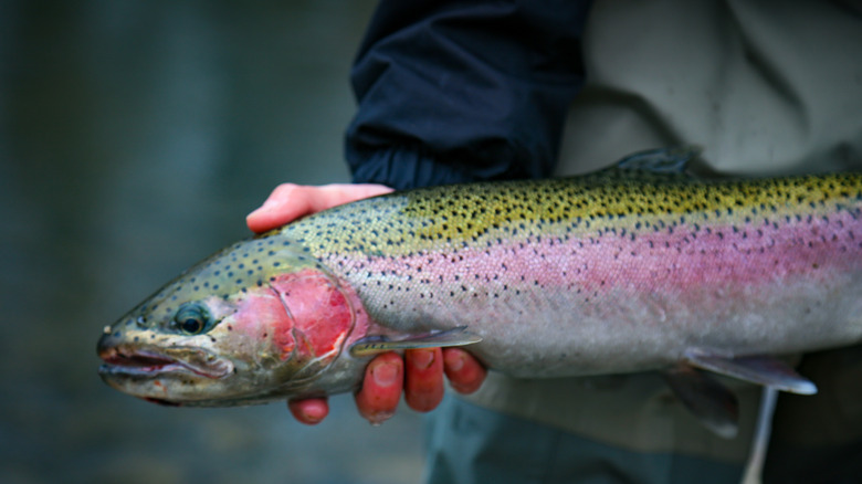 A fisherman with a beautiful steelhead