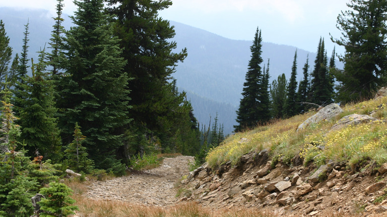 A mountain road near Elk City Idaho