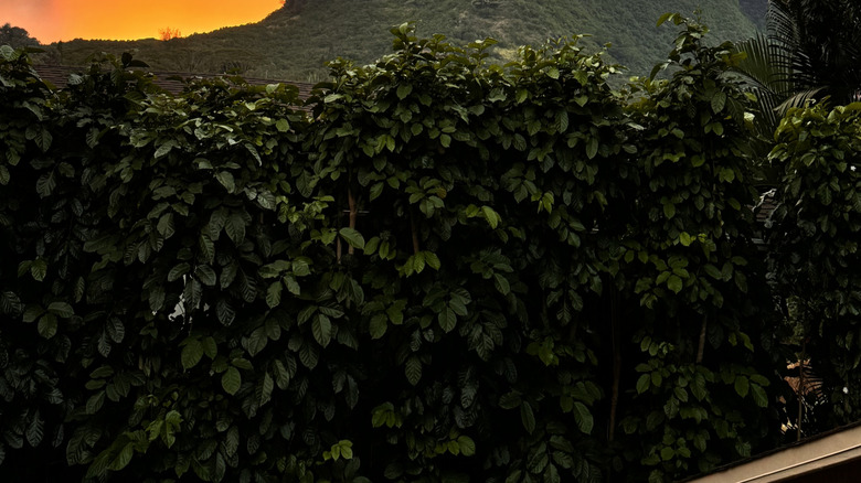 Kalalea Mountain on Kauai island seen at sunset