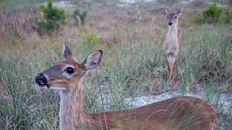 White-tail deer walking in the dunes on Fripp Island, South Carolina