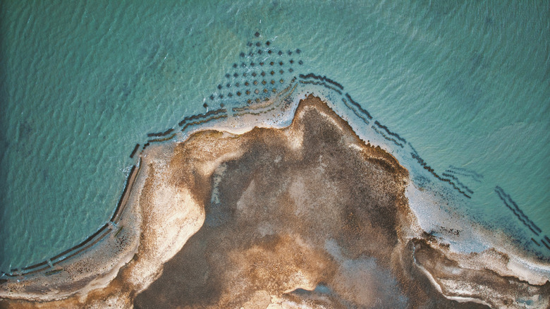 Barrier island oyster beds around Wachapgreague, Virginia