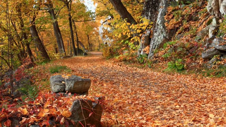 Mohonk Preserve's carriage path trail in fall