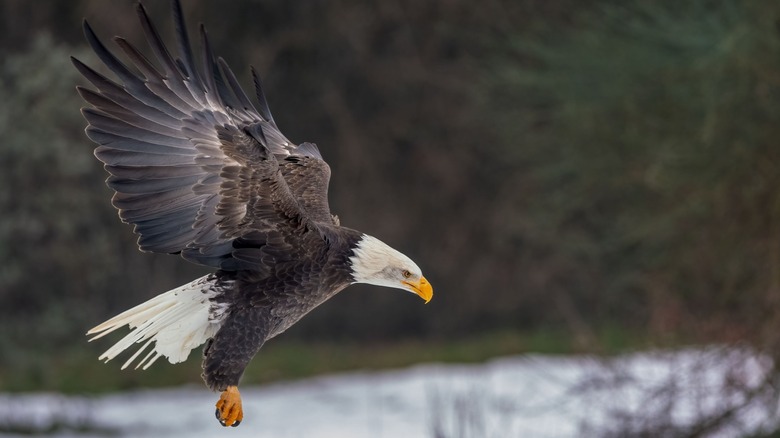 A bald eagle, one of North America's more iconic raptors, getting ready to land on a snowy landscape.