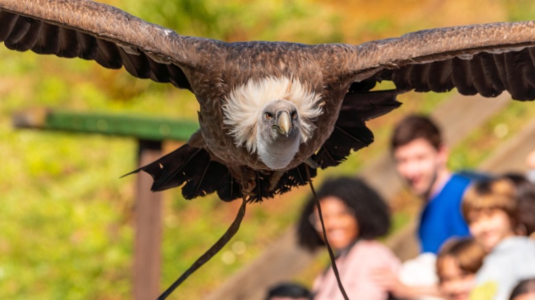 Vulture flying during a flight exhibition for the public.