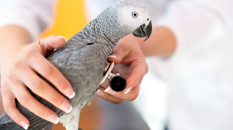 Avian patient being examined by a veterinarian.