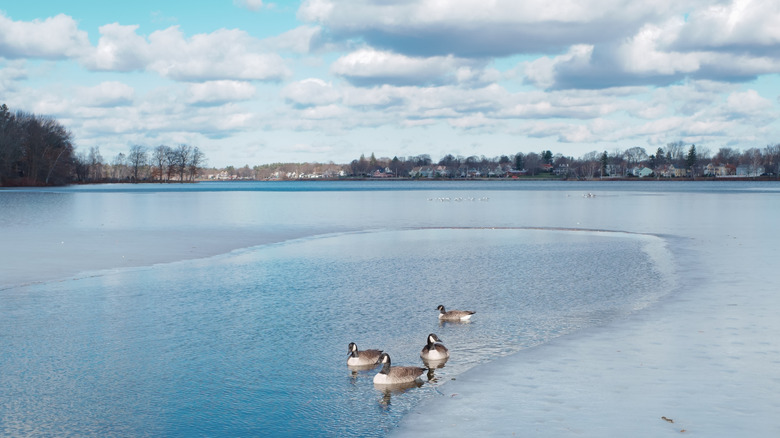 Geese during the winter at Lake Quannapowitt, Wakefield