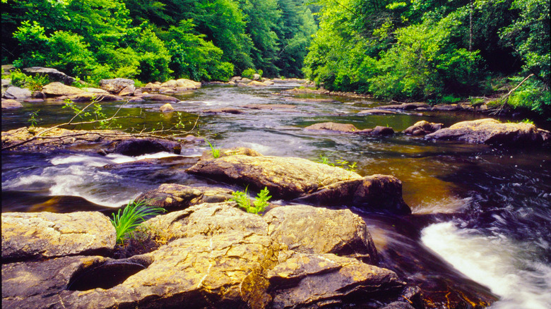 A trout stream in the Chattahoochee National Forest in Georgia