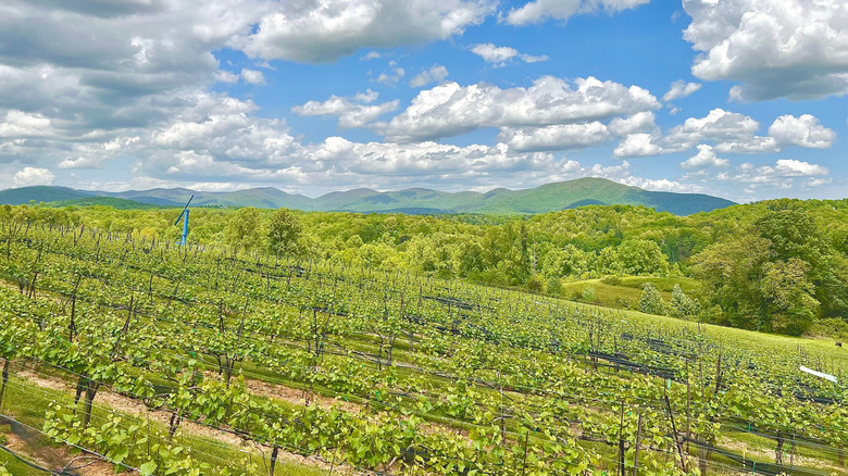 A green vineyard in north Georgia