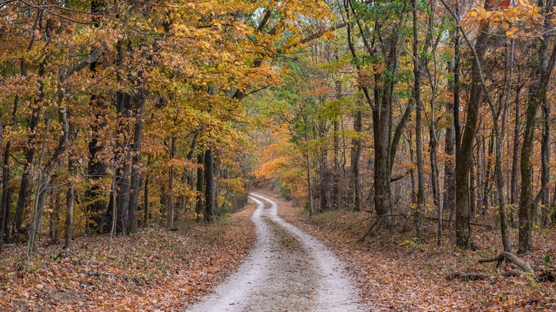 One of the many hiking sections at Natchez Trace Trail