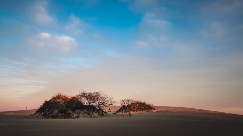 Sand dunes of Jockey's Ridge State Park, North Carolina