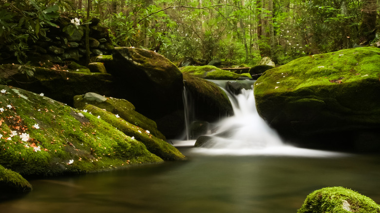 Waterfall surrounded by forest and moss near Elkmont, Tennessee