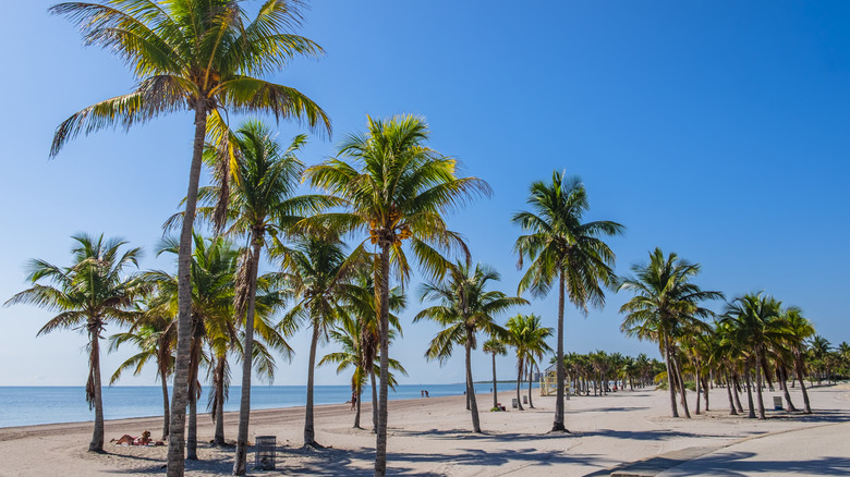 View of Crandon Beach with palm trees