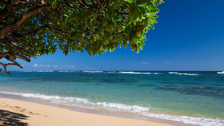 View of the ocean and shoreline at Anahola Beach Park underneath a lush, green tree with a shadow being cast on the sand.