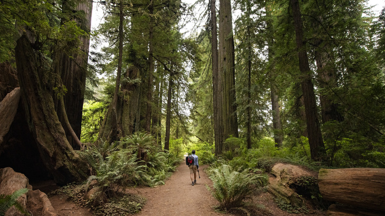 Tourist walking in Redwood National Park in Northern California