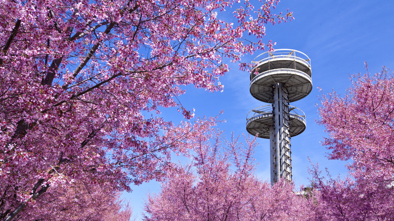 New York State Pavilion towers surrounded by cherry blossoms in Flushing Meadows-Corona Park