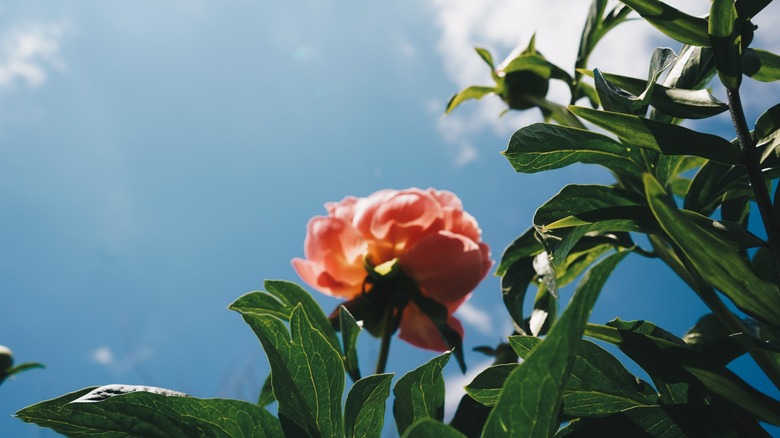 Indiana state flower peony blooming against blue sky