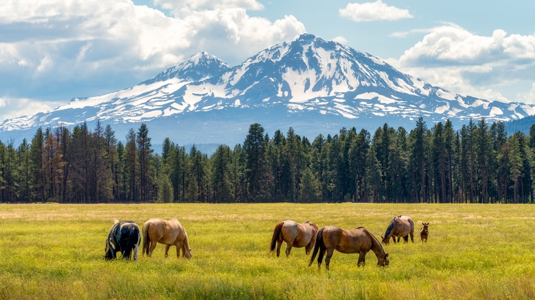 Horses graze on ranch with breathtaking view of the Cascade Mountains